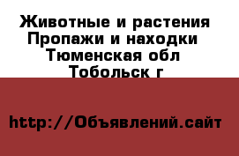 Животные и растения Пропажи и находки. Тюменская обл.,Тобольск г.